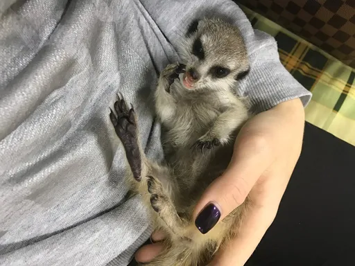 2_Контактный зоопарк УтиПути