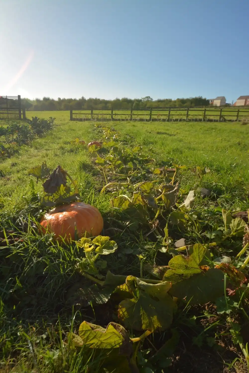 Hotels near Greenslate Community Farm