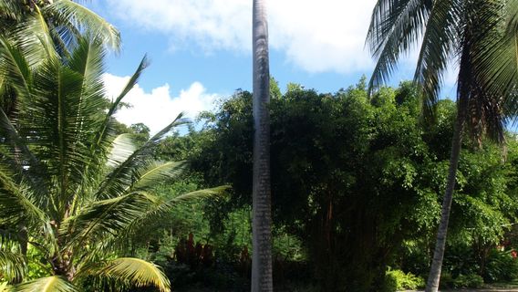 Petrea Gardens