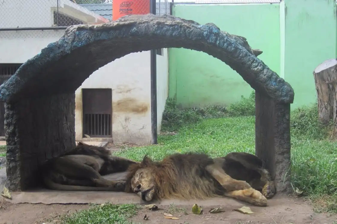 Hotels near Rimbo Park Zoo