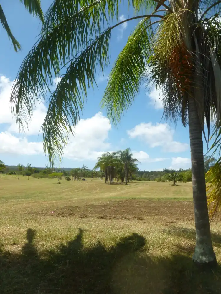 Kapaau