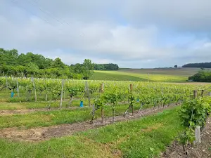 Le Maine Giraud