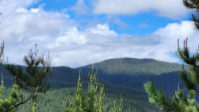 Redwoods View to Rotorua