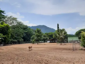 Captive Deer Brigif