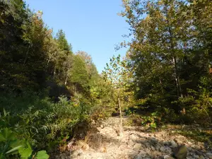 Clifty Creek Trailhead