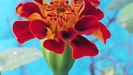 Bhim Rao Ambedkar Park