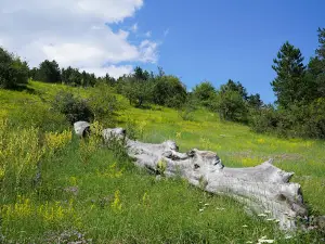 Kadınçayırı Yeni Piknik Alanı