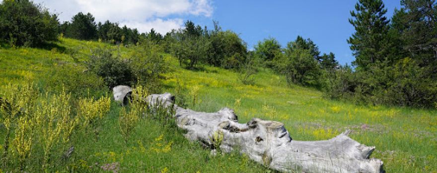 Kadınçayırı Yeni Piknik Alanı