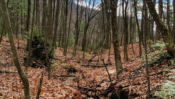 Brickyard Brook Conservation Area