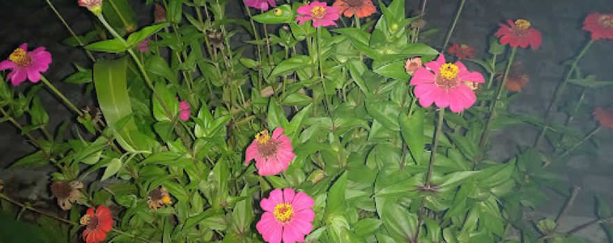 Jardins do jardim