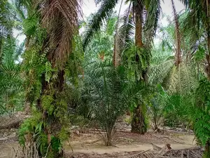 Sungai Simpang Kiri