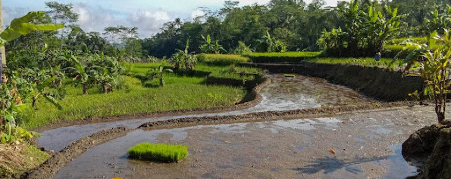 Sawah cirabak
