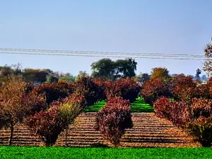 Dera Haji Irshad Gujjar