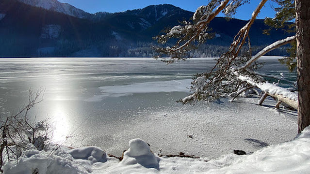 Weißer Baum im Weißensee