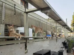 Cat Garden Gandhidham