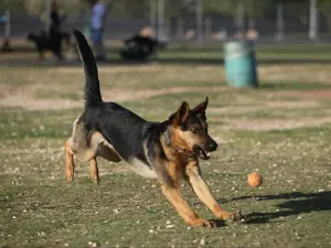 Tierra Buena Dog Park