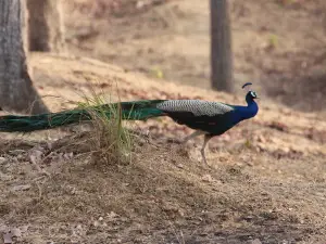 ペンチ国立公園