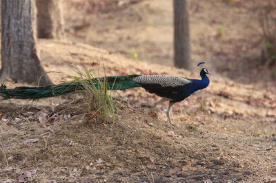 Pench National Park