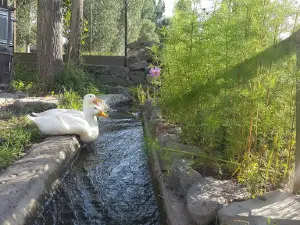İnce Köyü Piknik&alabalık Tesisi
