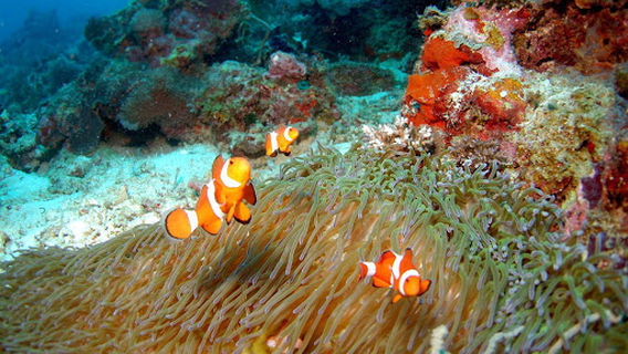 CORALDIVING CENTER MAURITIUS - POINTE JEROME