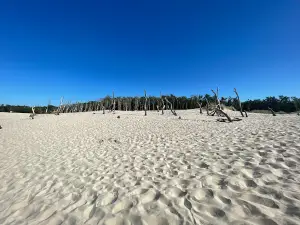 Wydmy przy plaży w Słowińskim Parku Narodowym