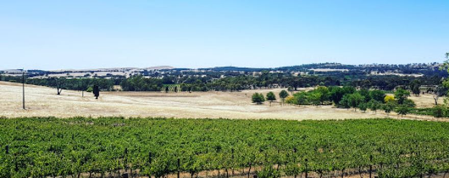 The Wilson Vineyard