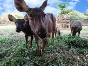 Savar Mini Zoo