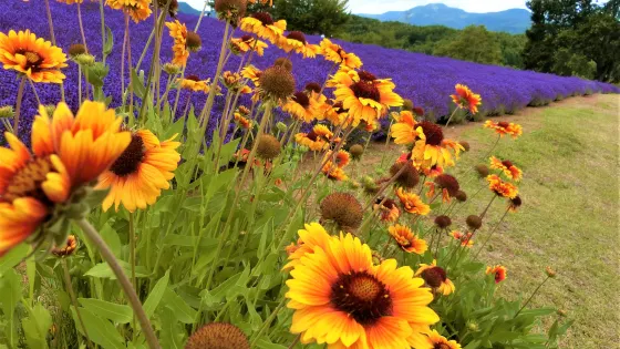 幌見峠薰衣草園