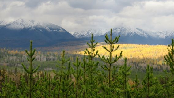 Flathead National Forest