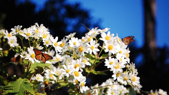 Monarch Butterfly Sanctuary