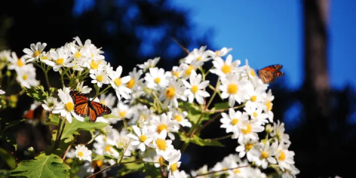 Monarch Butterfly Sanctuary