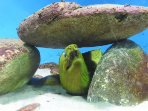 Aparecida Aquarium