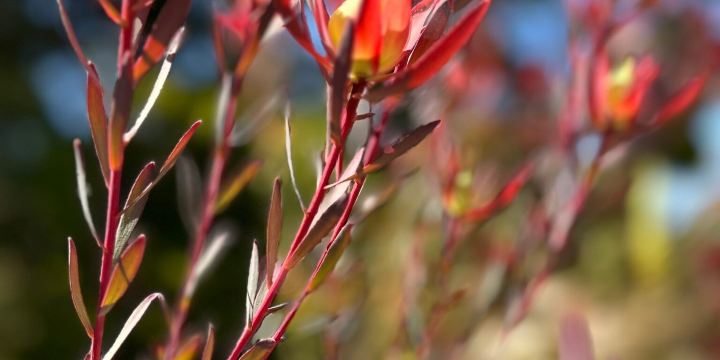 UCSC Arboretum