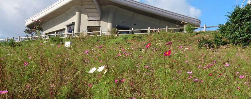 Washigamine Cosmos Park