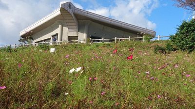 Washigamine Cosmos Park