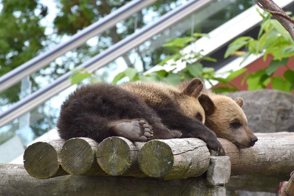 北海道 のぼりべつクマ牧場 入場チケット（ケーブルカー含む）予約（即日発券）