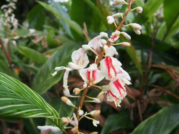 Yakushima Fruit Garden - “Papaya no Sato”