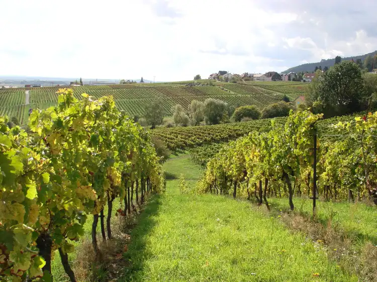 Edenkoben