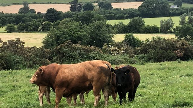 Boskill Equestrian Centre v94 yv83