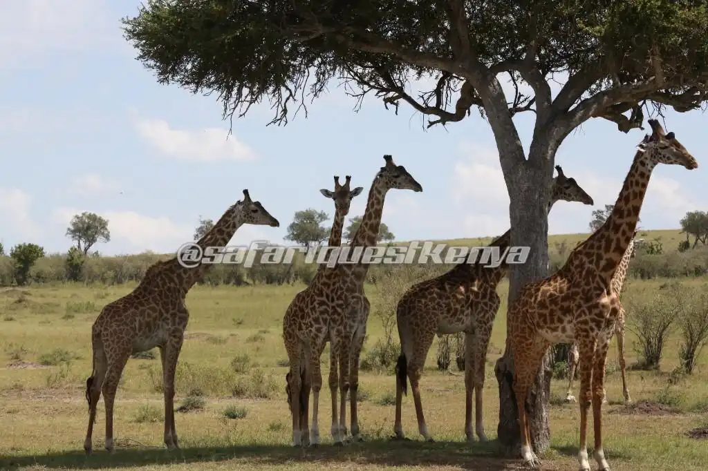 Hotels near Safari Quest Kenya - Day Adventures