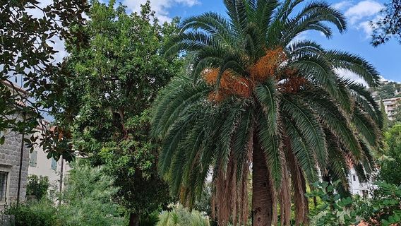 Local Museum Mirko Komnenović