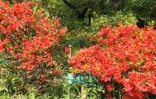 Mount Hakone (Hakone-yama)