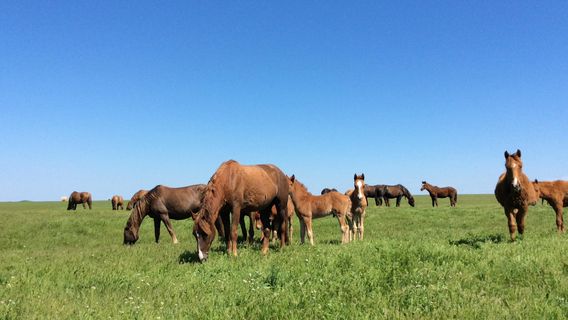 State Biosphere Reserve Rostovskiy