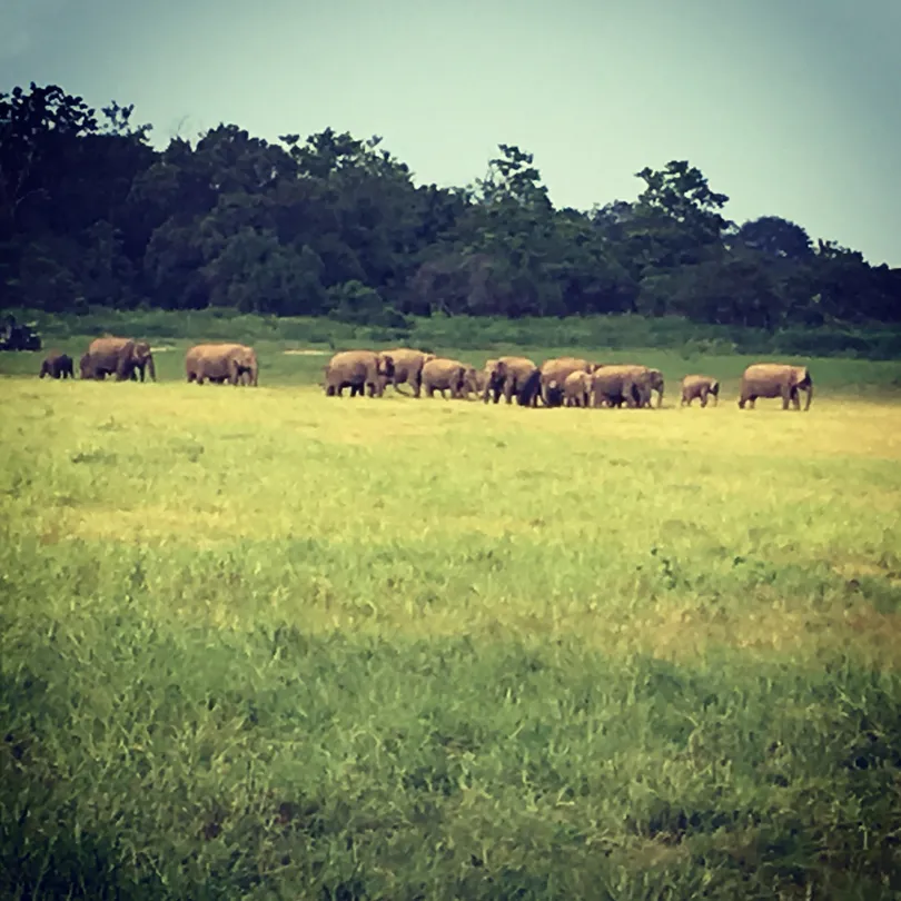 4_Safari Wildtour