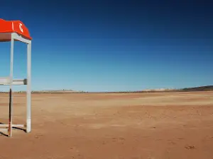 Cattle Sculptures