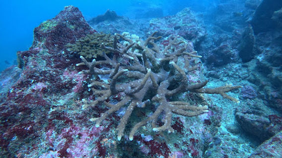 Diving Tours Mirissa