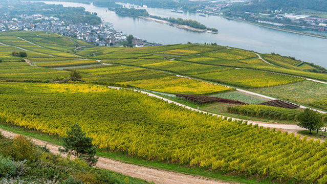 Rüdesheimer Seilbahngesellschaft - Bergstation