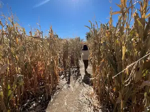 Diana's Pumpkin Patch & Corn Maze