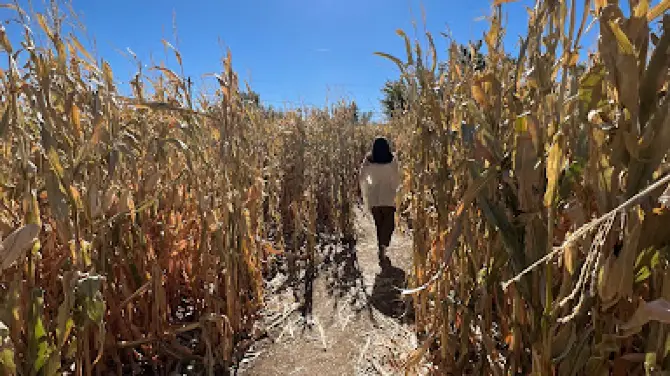 Diana's Pumpkin Patch