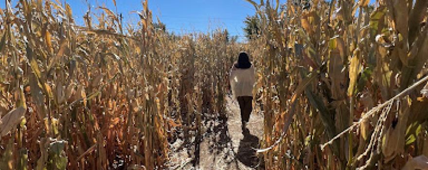 Diana's Pumpkin Patch & Corn Maze